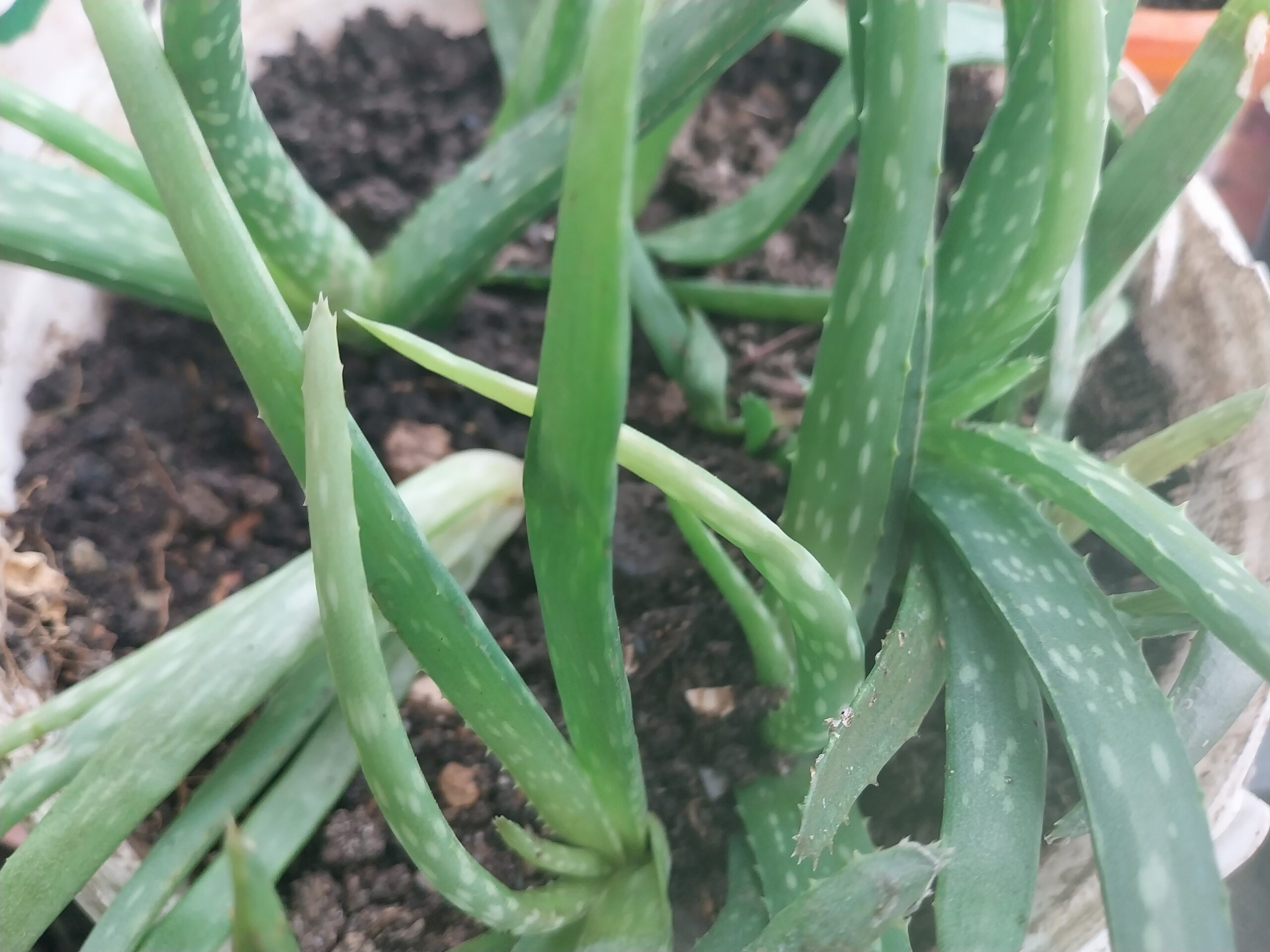 Cultura mea de Aloe Vera a crescut