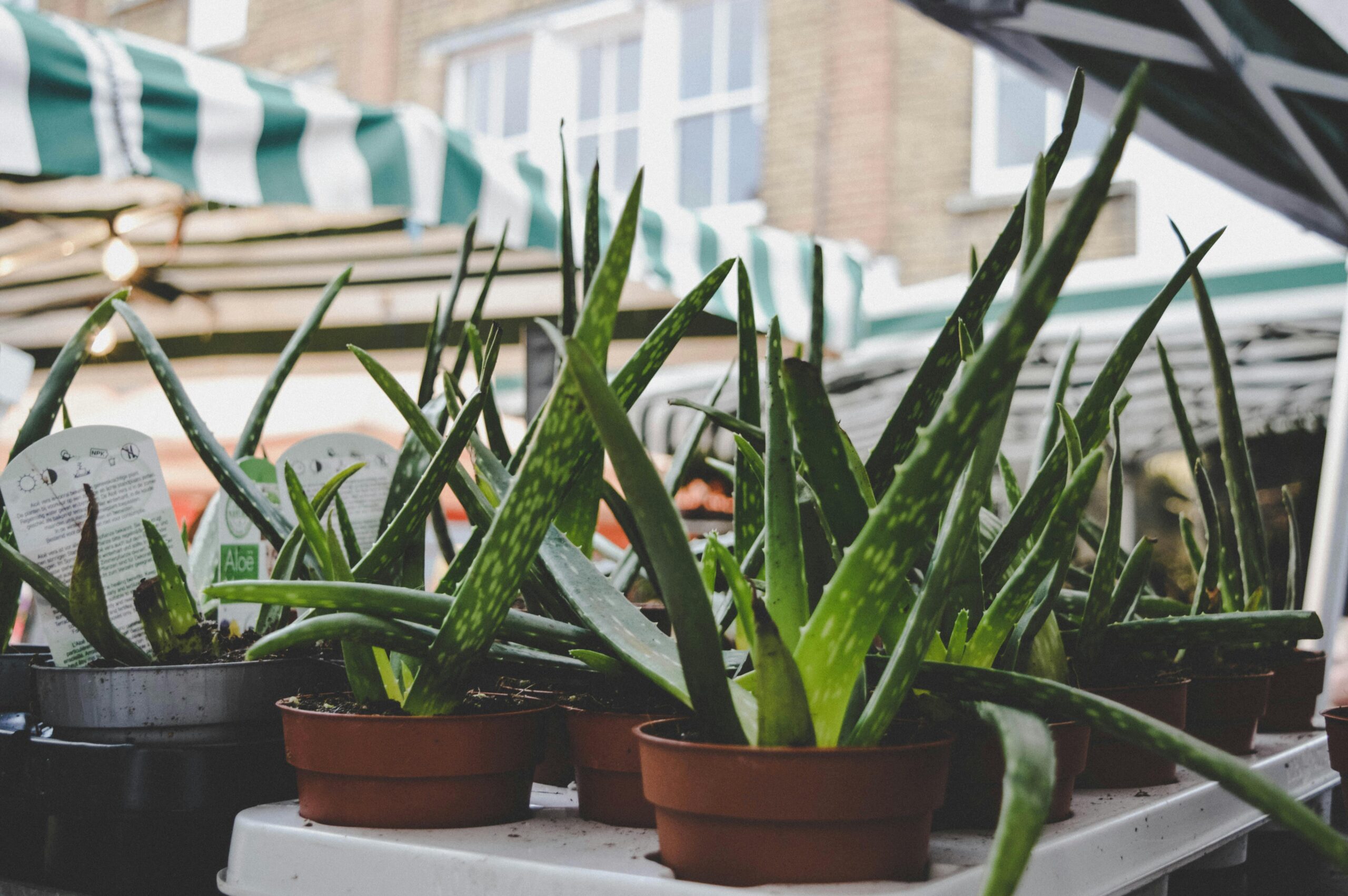 Cultura aloe vera